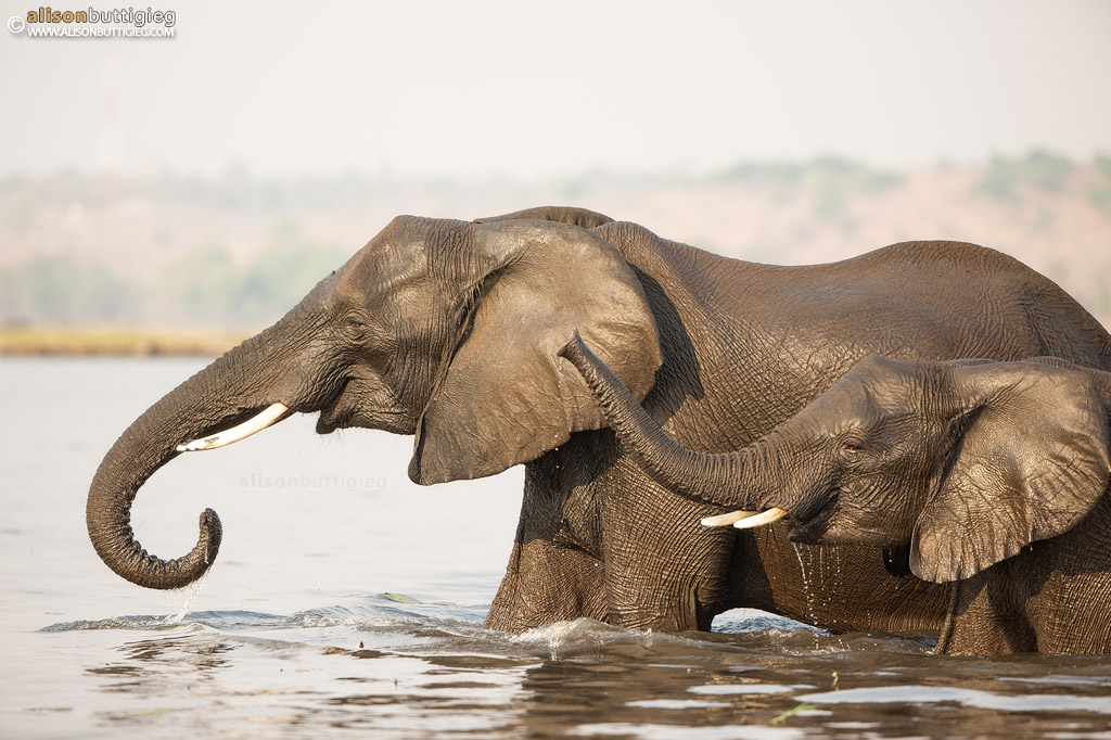 Elephants drinking at the Chobe River, Botswana. Colour Version