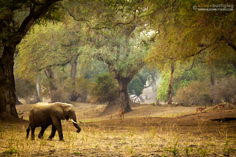 Elephant walks in Forest, Mana Pools, Zimbabwe
