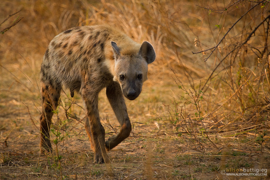 Spotted Hyena - South Luangwa