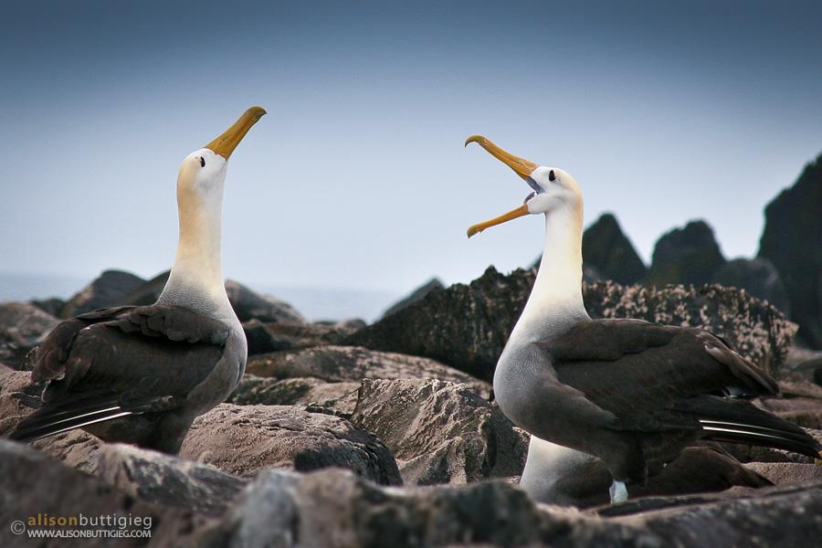 Waved Albatross Courtship Dance, Galapagos Islands, Ecuador