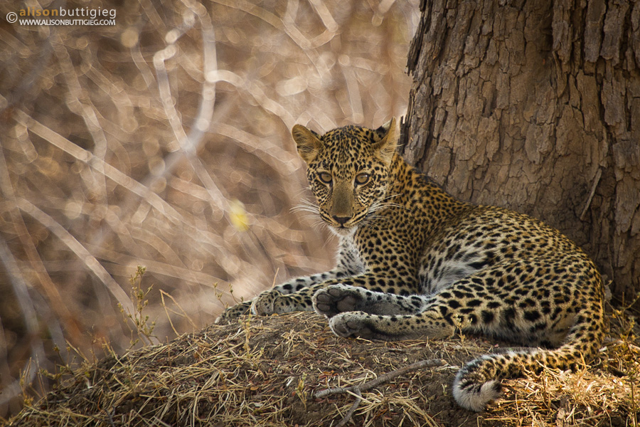 Leopard - South Luangwa, Zambia