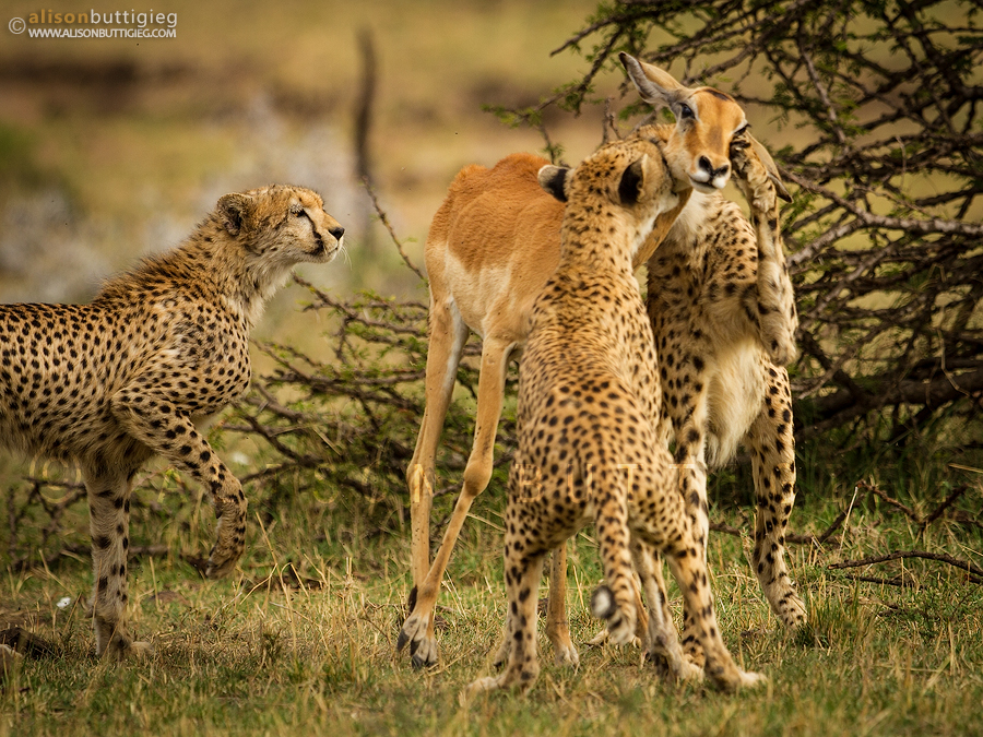 CH027 Cheetahs and Impala - Masai Mara, Kenya