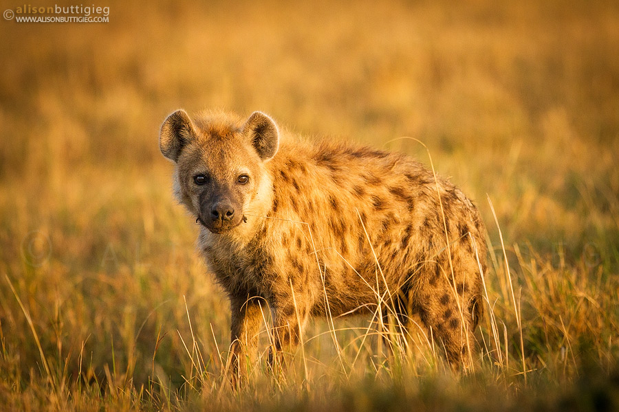 Young Spotted Hyena, Maasai Mara, Kenya
