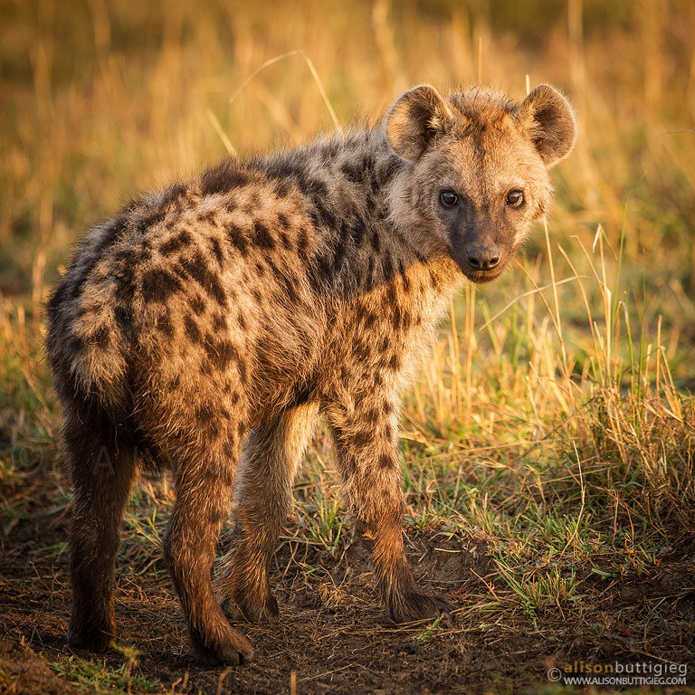 Young Spotted Hyena, Maasai Mara, Kenya