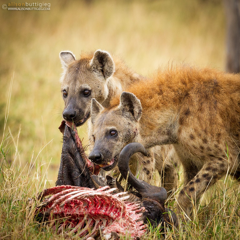 Spotted Hyenas, Maasai Mara, Kenya