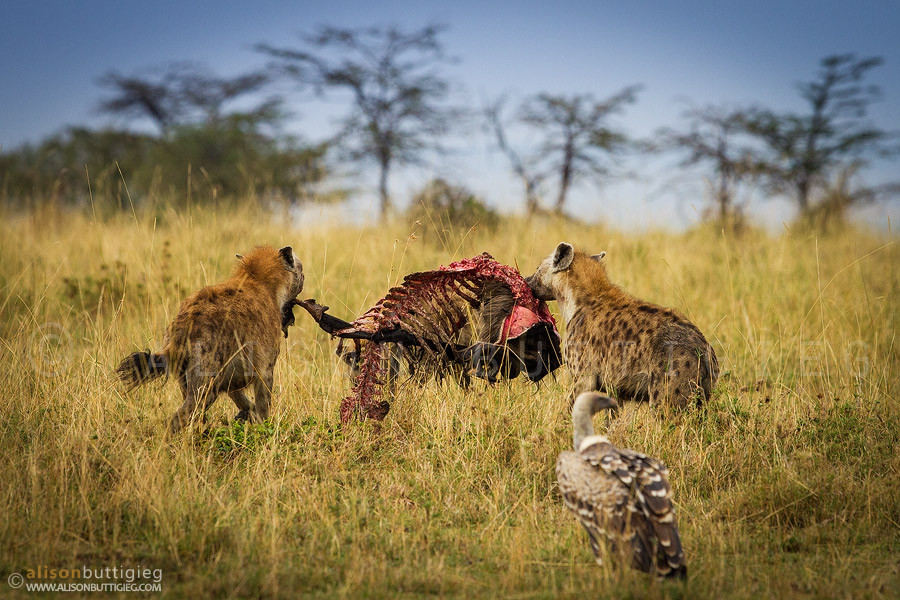 Spotted Hyenas, Maasai Mara, Kenya