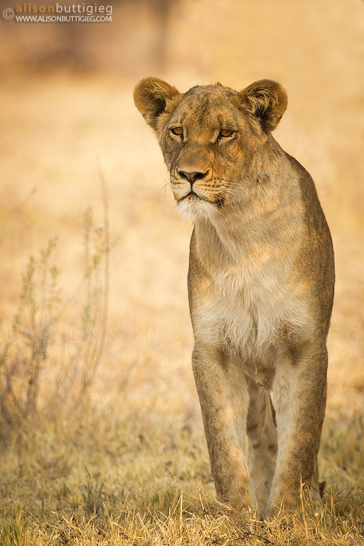 Lioness, Nxai Pan, Botswana