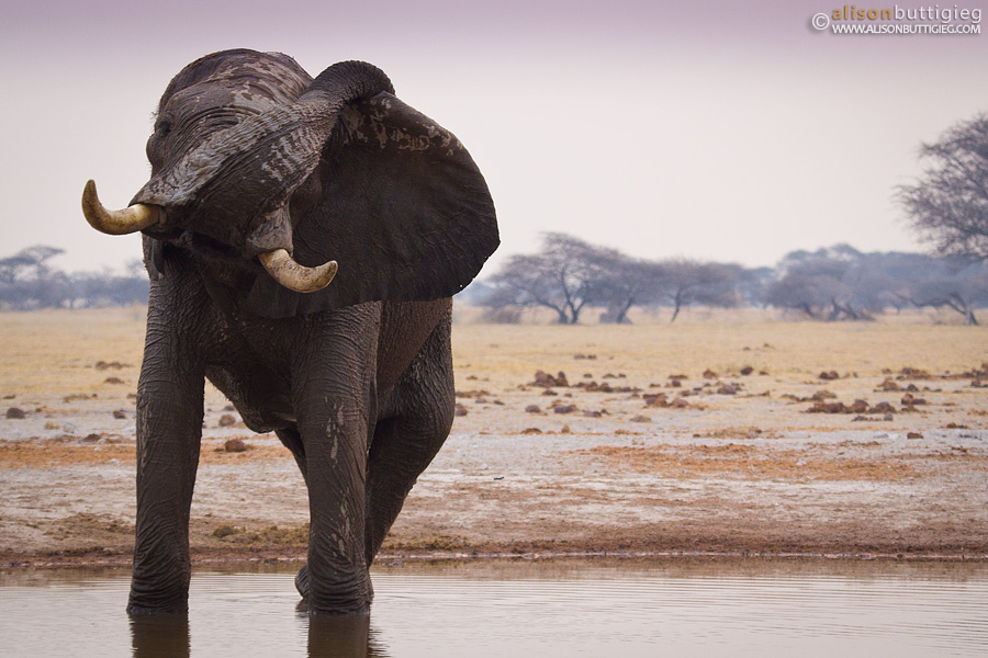 Elephant Yoga, Nxai Pan, Botswana