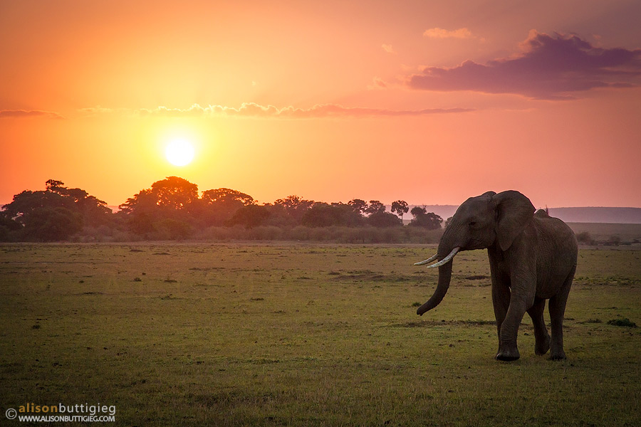 Elephant, Maasai Mara, Kenya