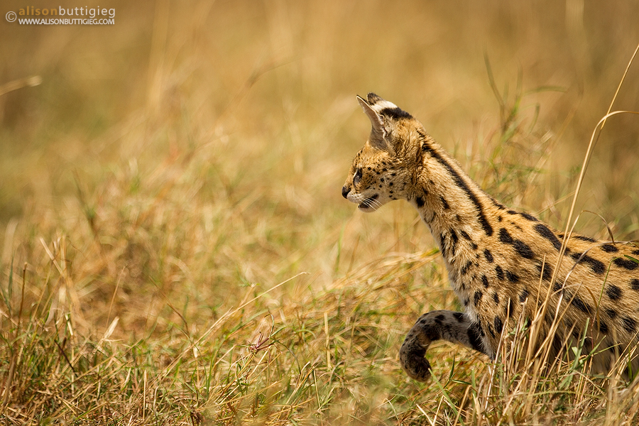 Poised for the Kill - Serval, Maasai Mara, Kenya.