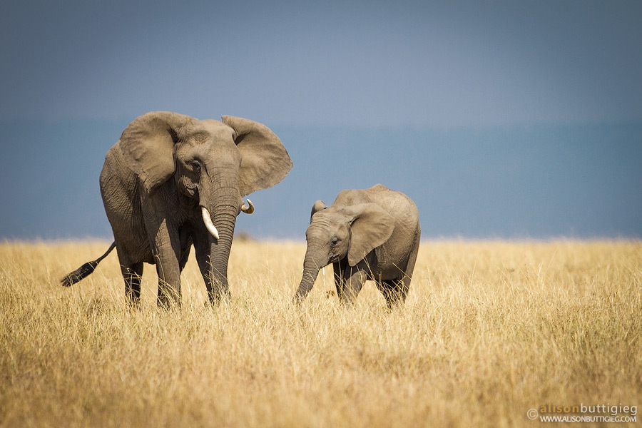Mother and Calf Elephants, Maasai Mara, Kenya