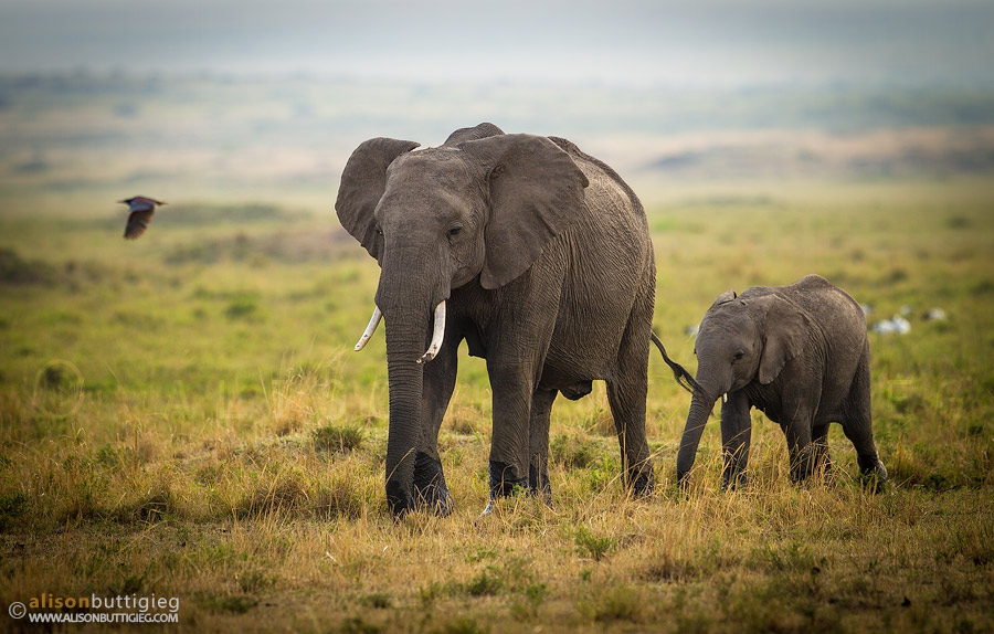 Elephants - Masai Mara, Kenya