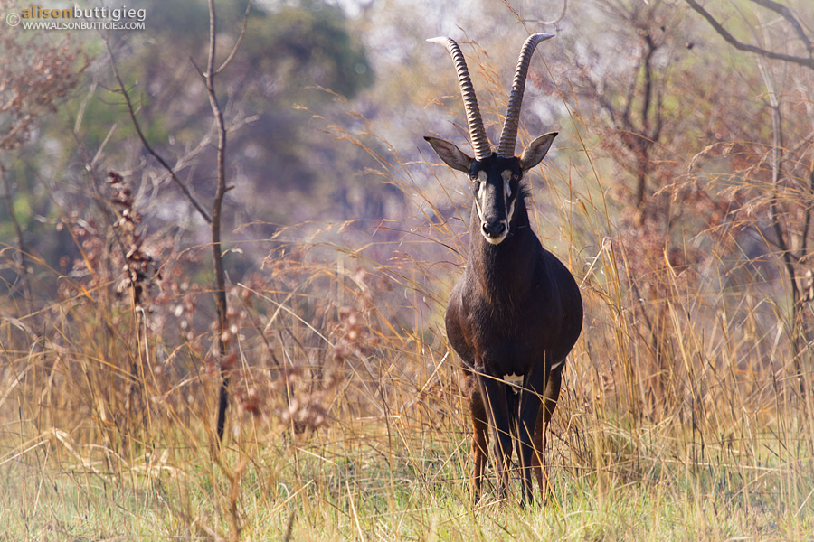 Sable Antelope, Kafue, Zambia