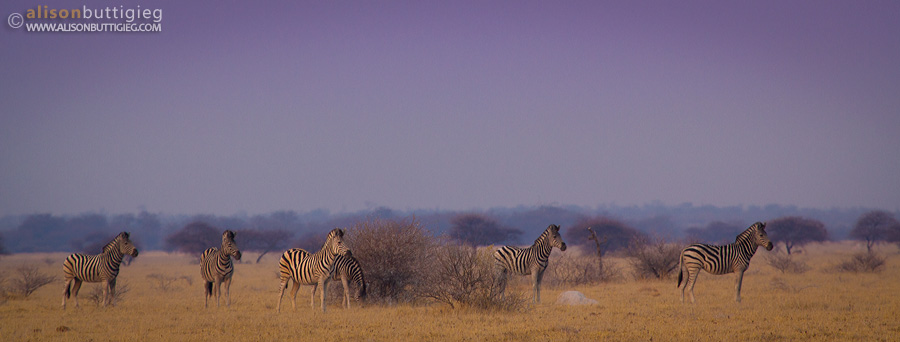 Zebras, Nxai Pan, Botswana