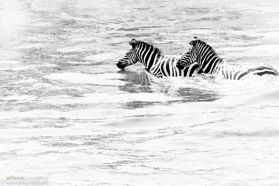 Fearful Zebras