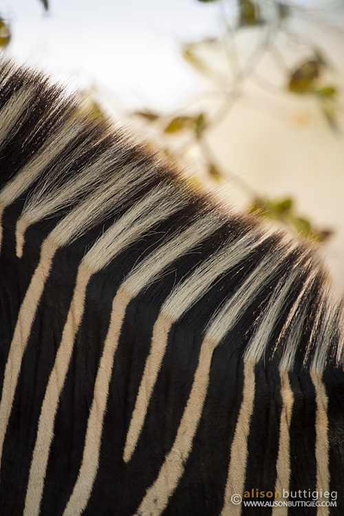 Zebra Stripes, South Luangwa, Zambia