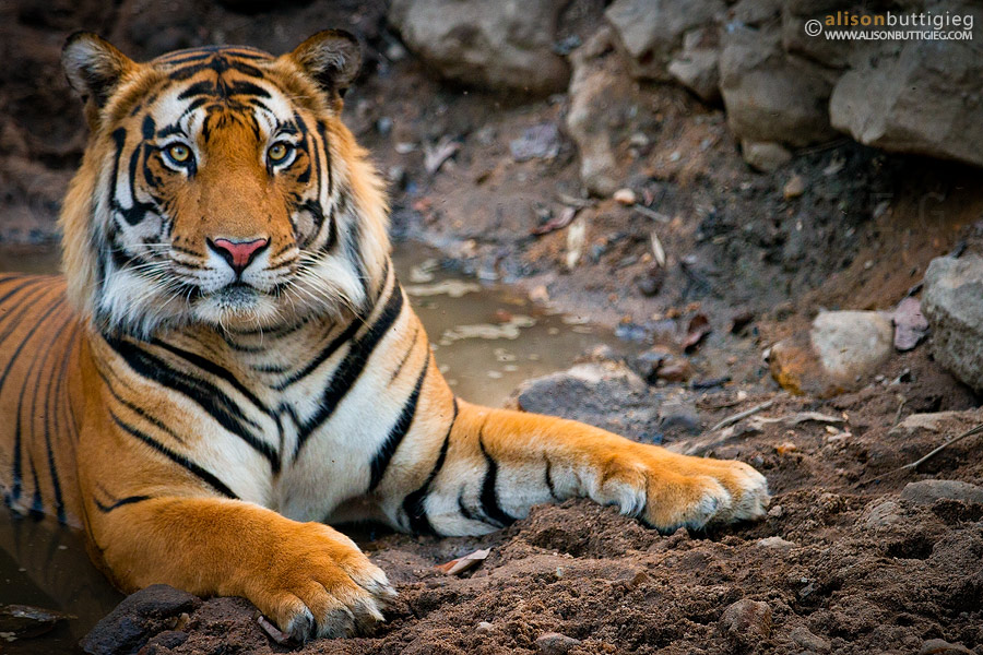 Tiger having a relaxing soak