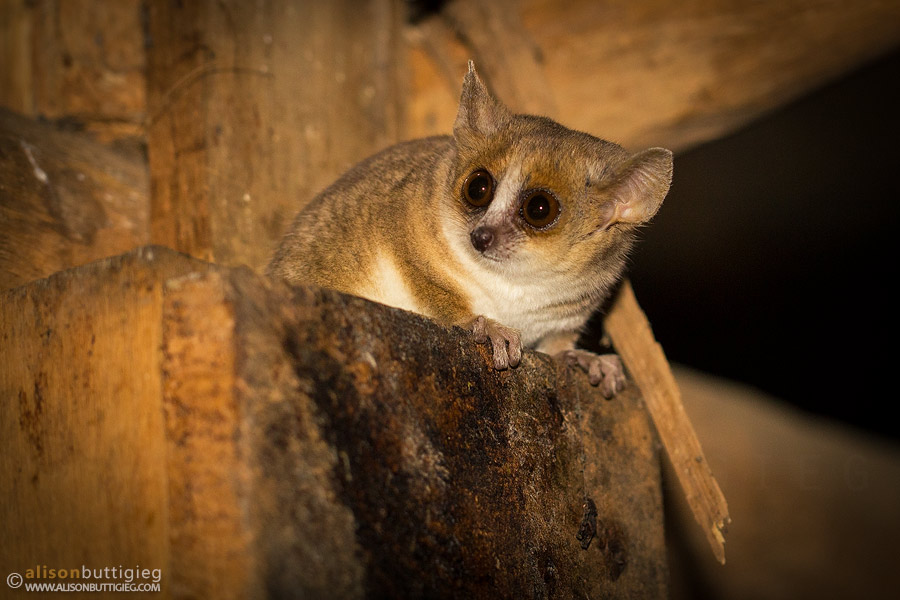 Gray Mouse Lemur - Kirindy, Madagascar
