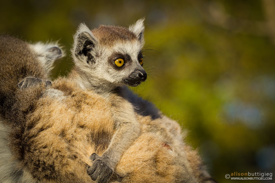 Ring Tailed Lemur Baby, Kirindy, Madagascar