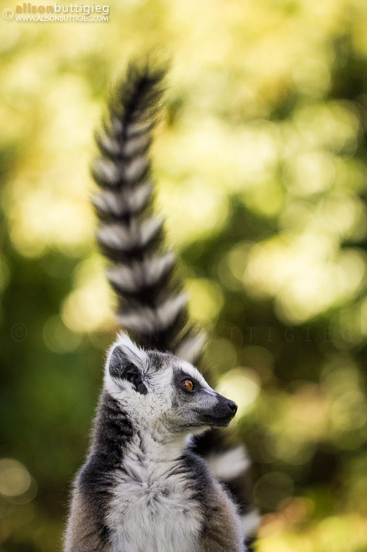 Ring Tailed Lemur - Nahampoana, Madagascar