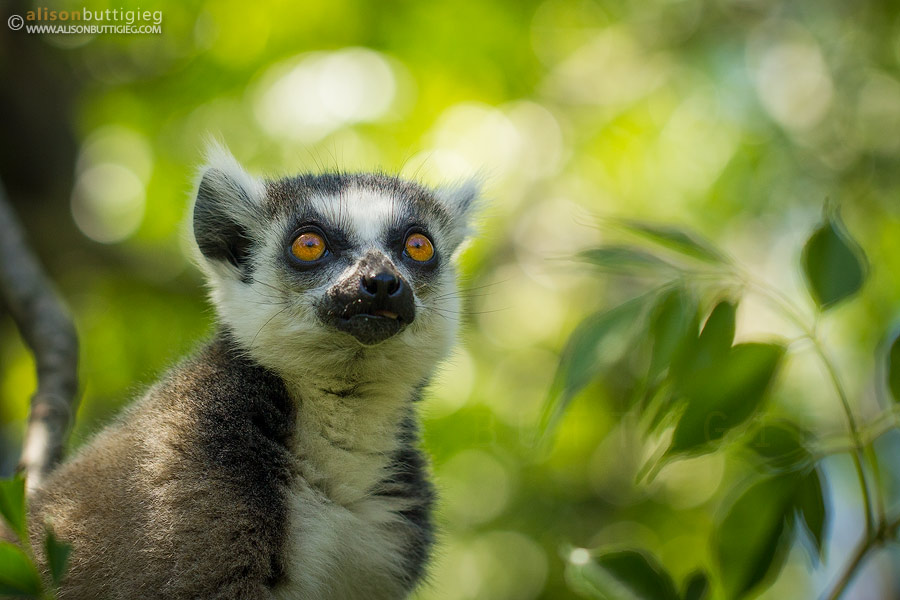 Ring Tailed Lemur, Nahampoana, Madagascar