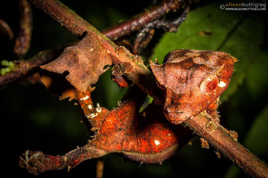 Satanic Leaf Tailed Gecko, Ranomafana, Madagascar
