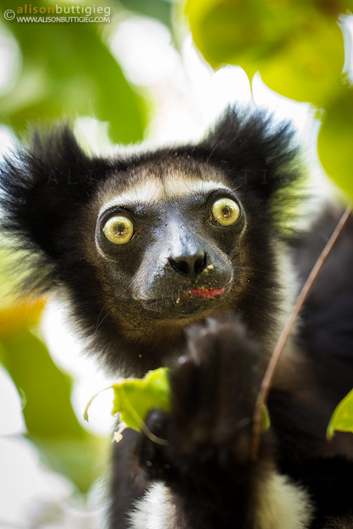 Indri, Madagascar