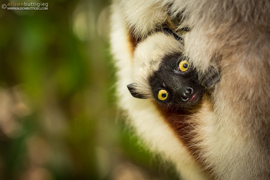 Baby Coquerel's Sifaka, Madagascar