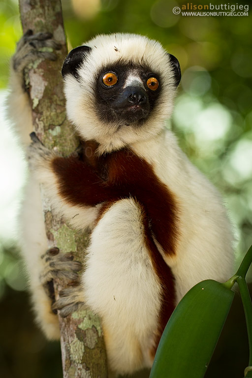Coquerels Sifaka, Madagascar