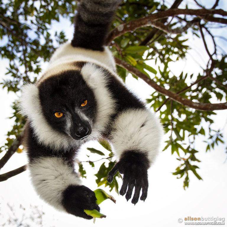 Black and White Ruffed Lemur, Madagascar