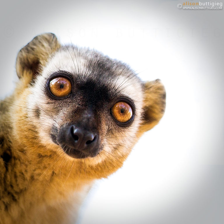 Brown Lemur - Kirindy, Madagascar