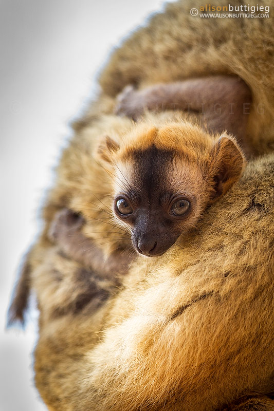 Baby Brown Lemur - Kirindy, Madagascar
