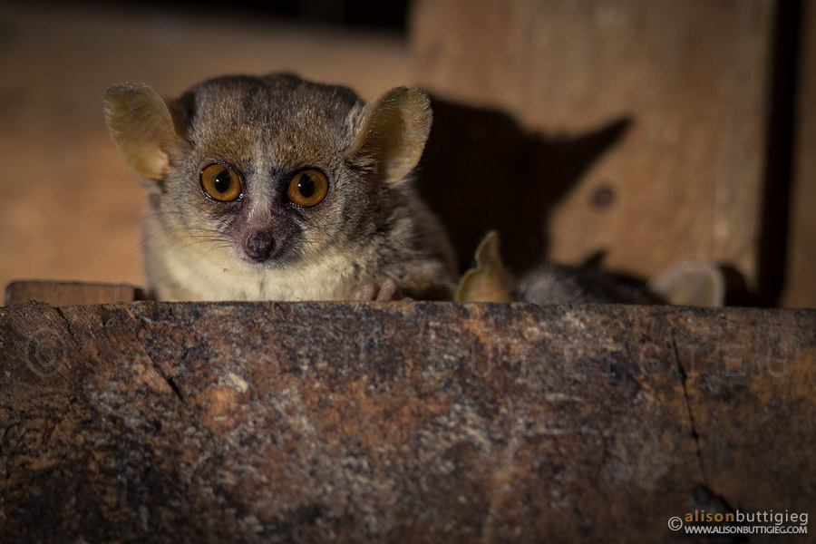 Grey Mouse Lemurs - Kirindy, Madagascar