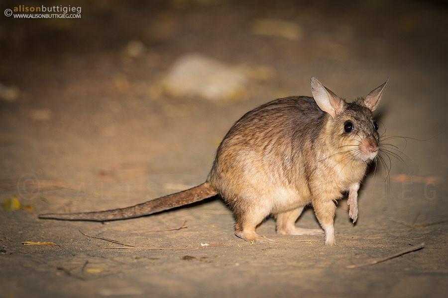 Giant Jumping Rat, Kirindy, Madagascar