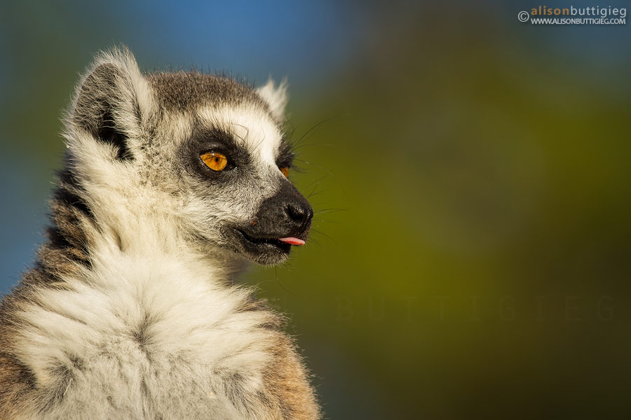 Ring Tailed Lemur, Berenty, Madagascar