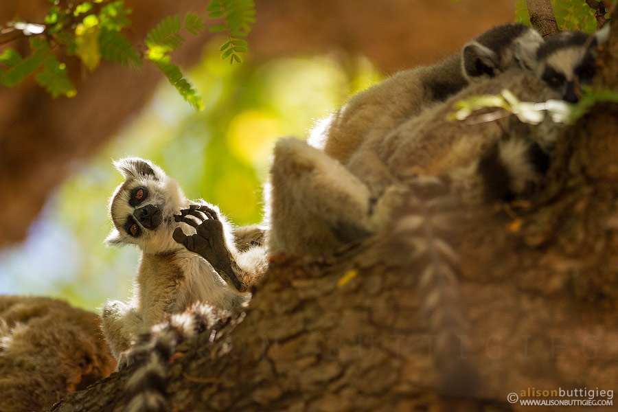Ring Tailed Lemurs - Berenty, Madagascar