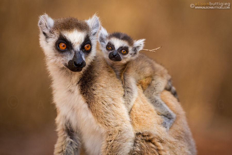 Ring-Tailed Lemurs – Mommy I’m tiiired!!