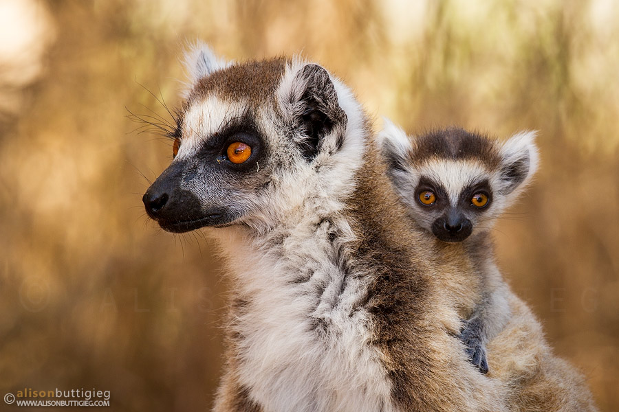 Ring Tailed Lemur - Berenty, Madagascar