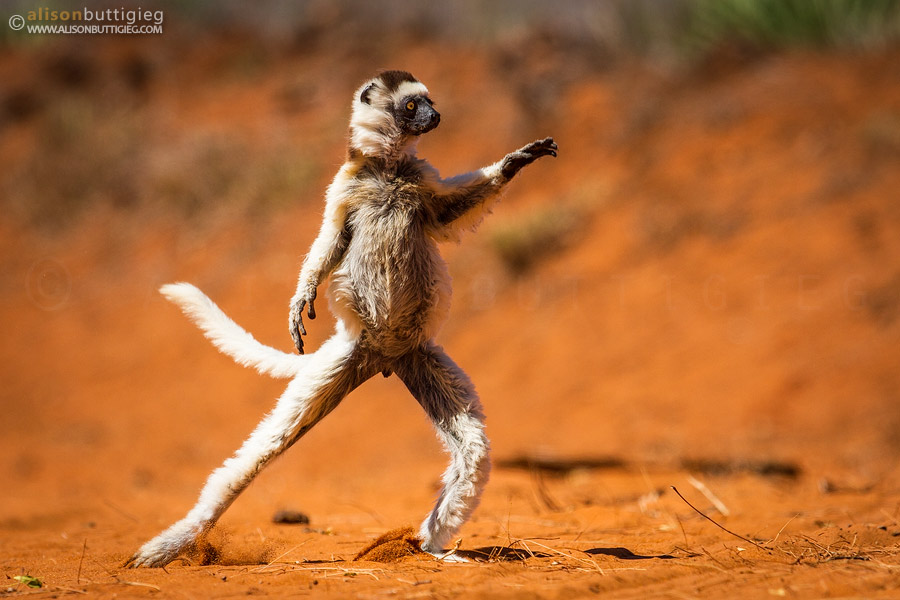 Dancing Verreaux's Sifaka, Madagascar