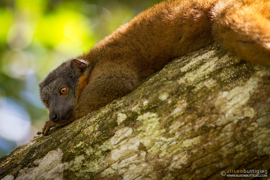 Brown Lemur, Nahampoana, Madagascar
