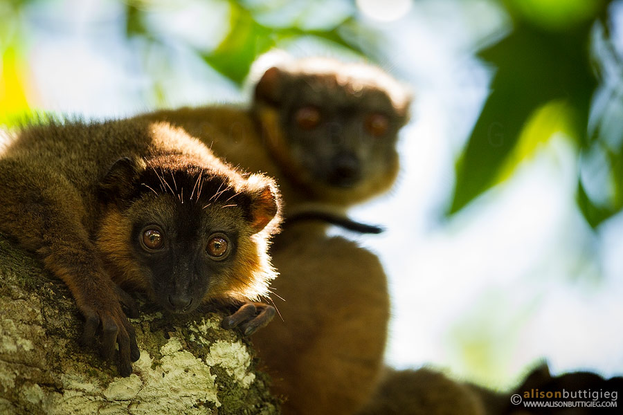 Brown Lemurs, Nahampoana, Madagascar