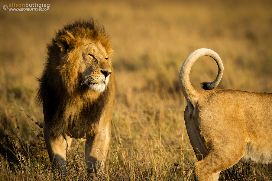 Temptation - Lions, Maasai Mara