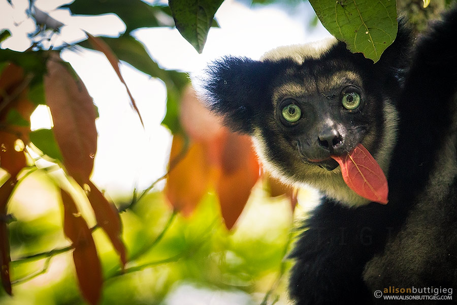 Indri, Andasibe, Madagascar