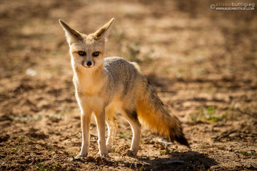 Cape Fox