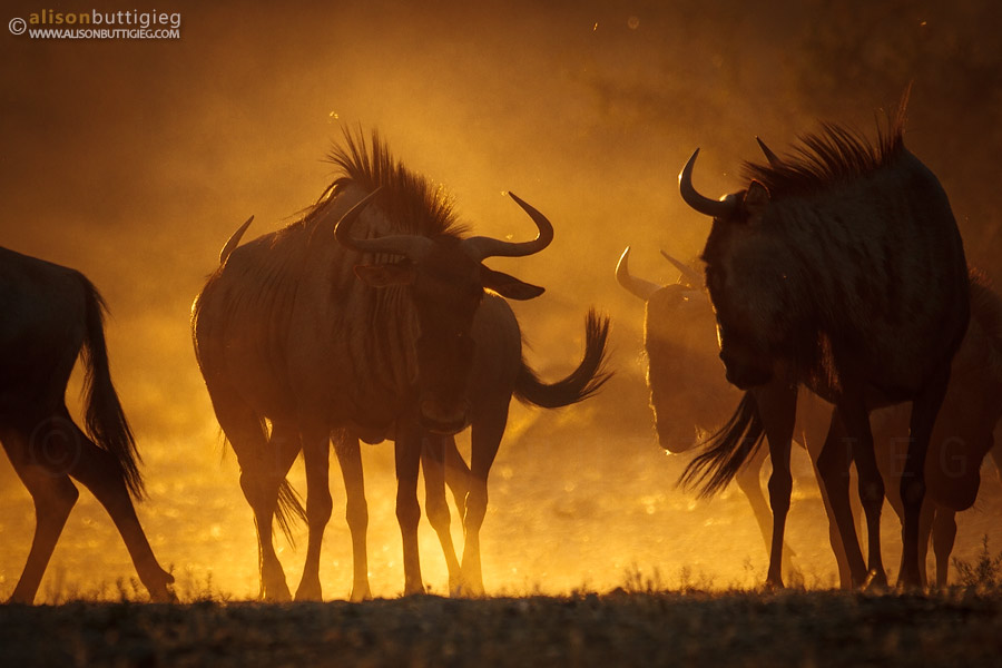 Wildebeest - Kgalagadi Transfrontier Park, South Africa