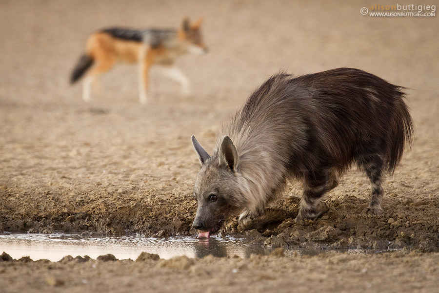 Brown Hyena, Polentswa Waterhole