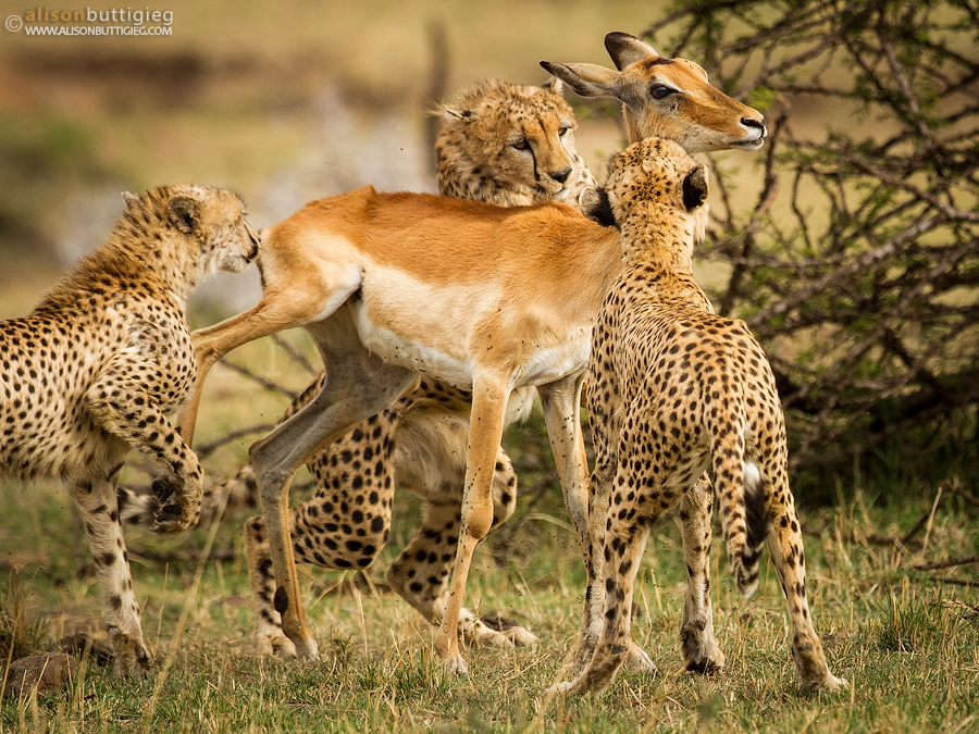 "Trapped" Cheetahs vs Impala - Maasai Mara, Kenya