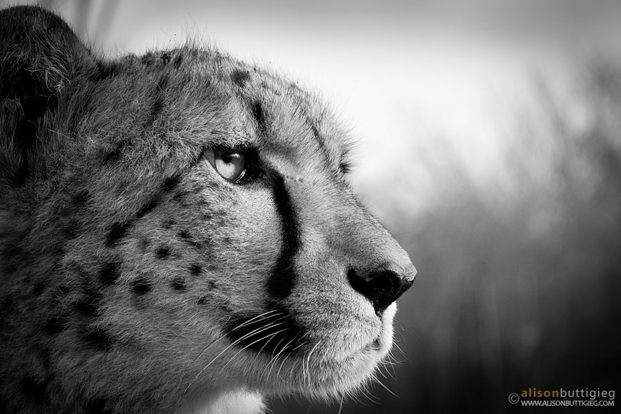 CH008 Cheetah - Zambia (Captive)