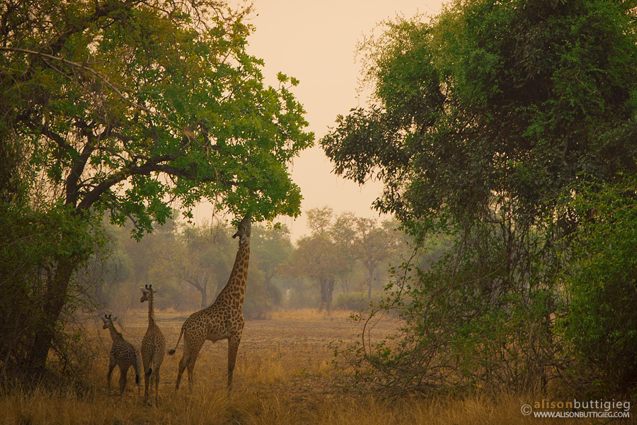 Giraffes - South Luangwa, Zambia
