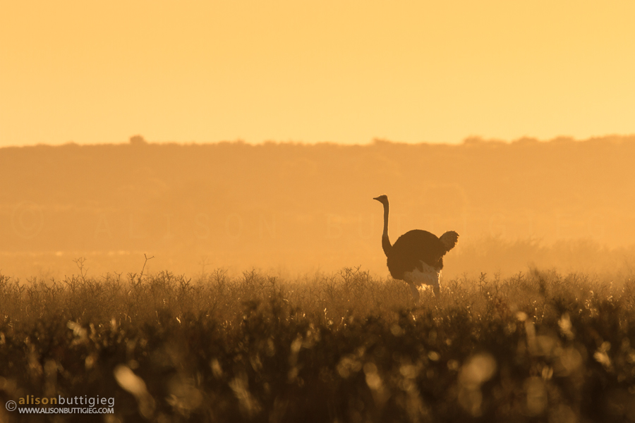 Ostrich - Kgalagadi, South Africa